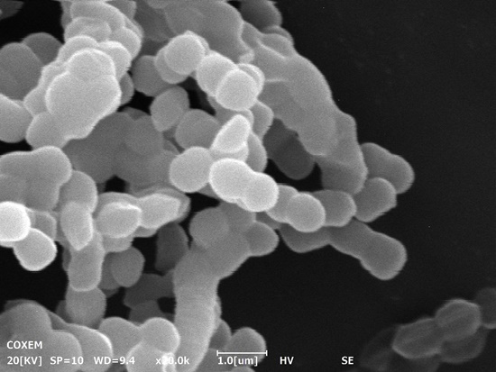 ▲사진=아모레퍼시픽이 독자 발견한 녹차유산균주가 FDA의 신규 건강식품 원료로 등재됐다.