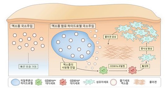  ▲성균관대 박재형 교수 연구팀의 연구 전체 모식도. 줄기세포 엑소좀 함유 히알루론산 하이드로젤이 대식세포에 CD301b을 과발현시켜 섬유아세포의 활성 및 콜라겐 생성을 유도한다.